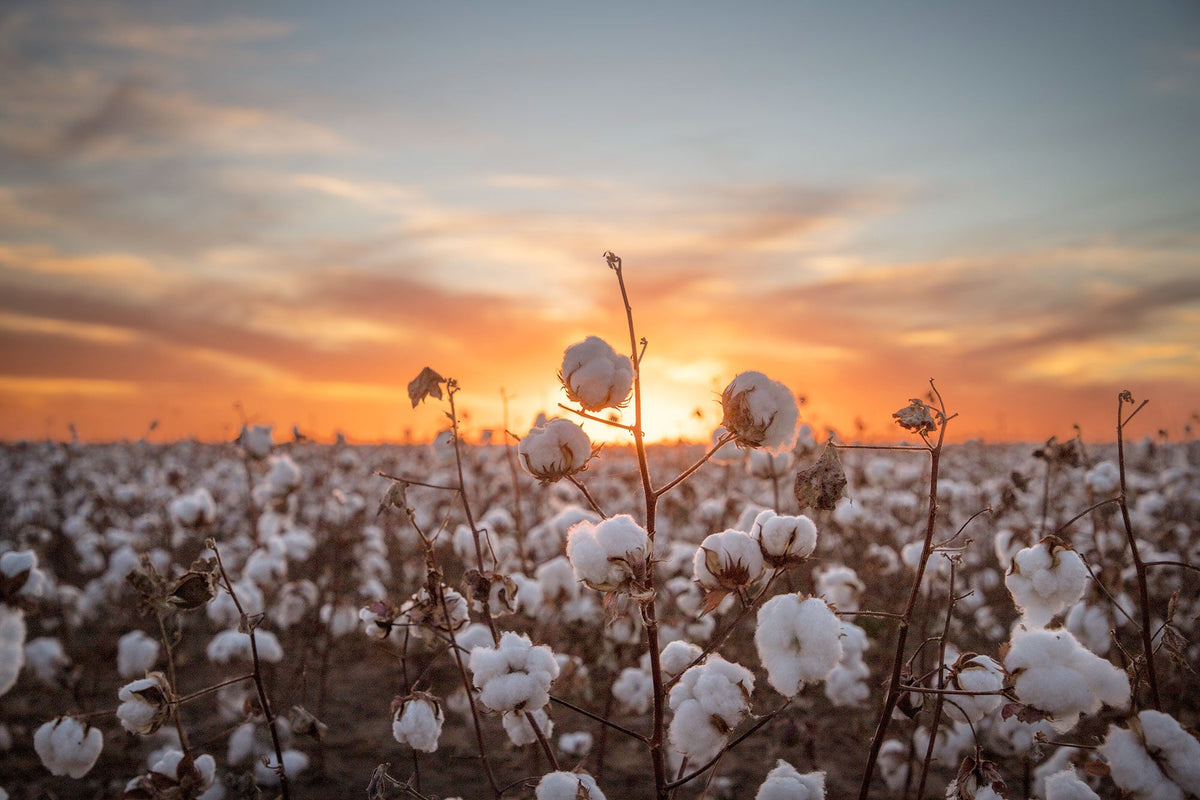 Why Choose American Grown Organic Cotton?